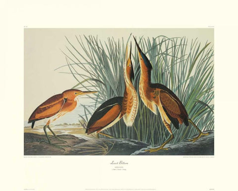 Least Bittern (decorative border) White Modern Wood Framed Art Print with Double Matting by Audubon, John James