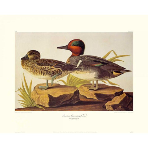 American Green-Winged Teal (decorative border) Gold Ornate Wood Framed Art Print with Double Matting by Audubon, John James