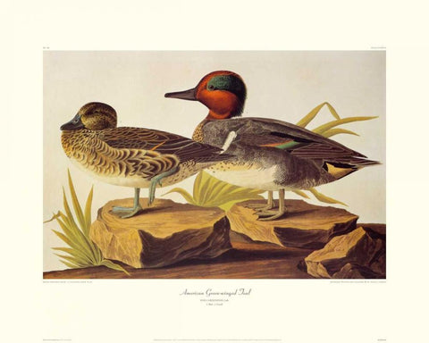 American Green-Winged Teal (decorative border) White Modern Wood Framed Art Print with Double Matting by Audubon, John James