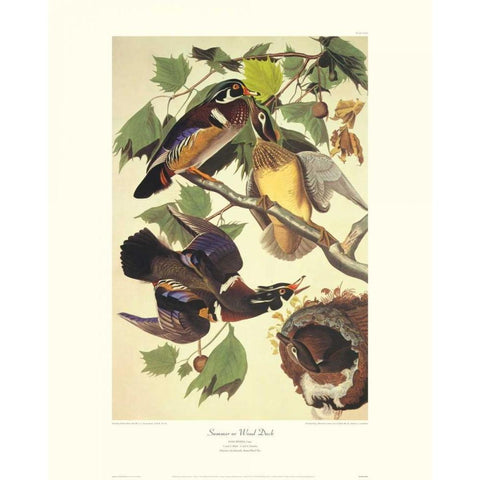 Summer Or Wood Duck (decorative border) White Modern Wood Framed Art Print by Audubon, John James