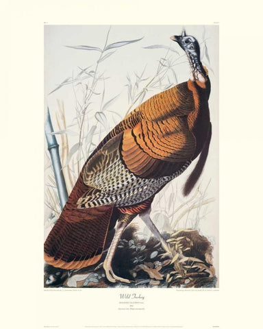 Wild Turkey (decorative border) Black Ornate Wood Framed Art Print with Double Matting by Audubon, John James