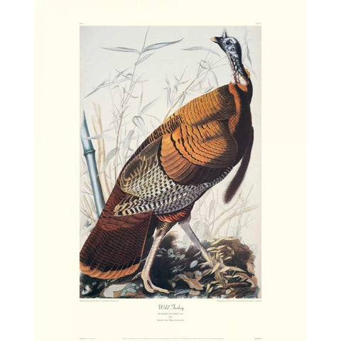 Wild Turkey (decorative border) White Modern Wood Framed Art Print by Audubon, John James