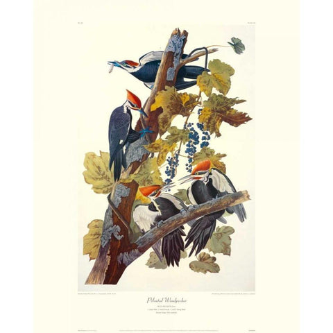 Pileated Woodpecker (decorative border) White Modern Wood Framed Art Print by Audubon, John James