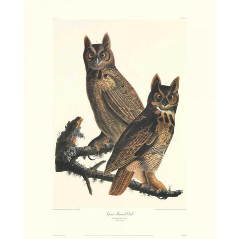 Great Horned Owl (decorative border) White Modern Wood Framed Art Print by Audubon, John James