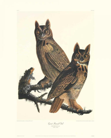 Great Horned Owl (decorative border) Black Ornate Wood Framed Art Print with Double Matting by Audubon, John James