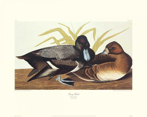 Scaup Duck (decorative border) White Modern Wood Framed Art Print with Double Matting by Audubon, John James