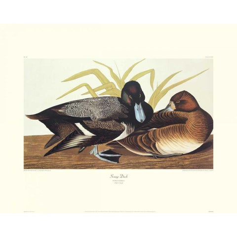 Scaup Duck (decorative border) Black Modern Wood Framed Art Print with Double Matting by Audubon, John James