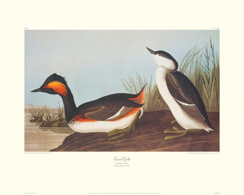 Eared Grebe (decorative border) Black Ornate Wood Framed Art Print with Double Matting by Audubon, John James