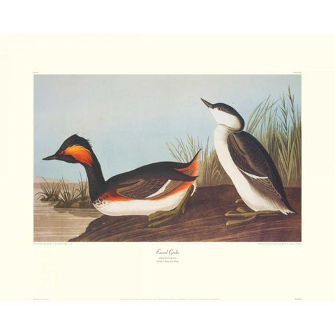 Eared Grebe (decorative border) White Modern Wood Framed Art Print by Audubon, John James