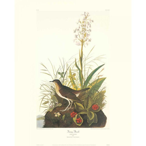 Tawny Thrush (decorative border) Black Modern Wood Framed Art Print with Double Matting by Audubon, John James