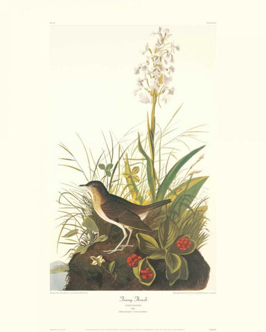 Tawny Thrush (decorative border) White Modern Wood Framed Art Print with Double Matting by Audubon, John James