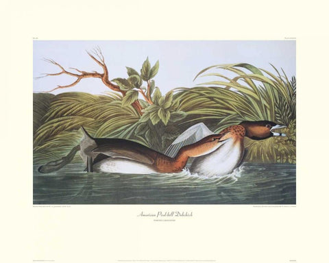 American Pied-Bill Dobchick (decorative border) White Modern Wood Framed Art Print with Double Matting by Audubon, John James