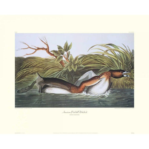 American Pied-Bill Dobchick (decorative border) Black Modern Wood Framed Art Print with Double Matting by Audubon, John James