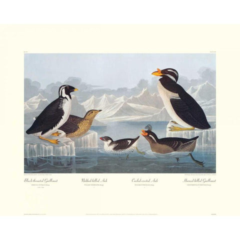 Black-throated Guillemot and Nobbed-billed Auk (decorative border) Gold Ornate Wood Framed Art Print with Double Matting by Audubon, John James