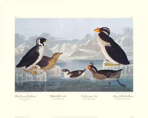 Black-throated Guillemot and Nobbed-billed Auk (decorative border) Black Ornate Wood Framed Art Print with Double Matting by Audubon, John James