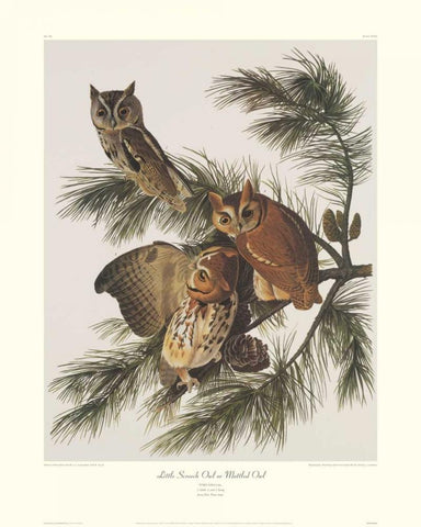 Little Screech Owl or Mottled Owl (decorative border) White Modern Wood Framed Art Print with Double Matting by Audubon, John James