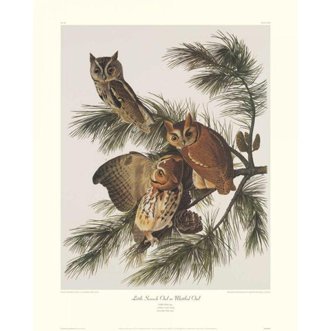 Little Screech Owl or Mottled Owl (decorative border) Gold Ornate Wood Framed Art Print with Double Matting by Audubon, John James