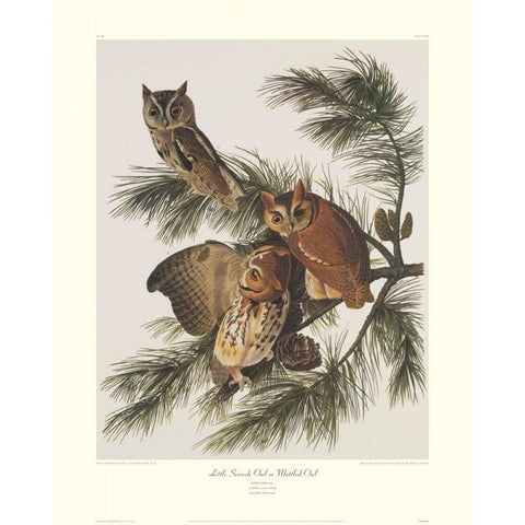 Little Screech Owl or Mottled Owl (decorative border) Black Modern Wood Framed Art Print with Double Matting by Audubon, John James