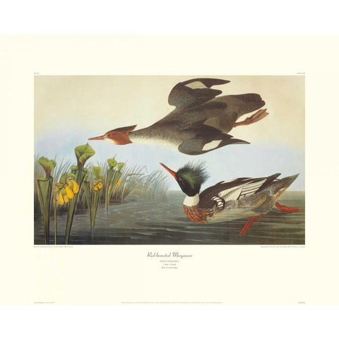 Red-Breasted Merganser (decorative border) White Modern Wood Framed Art Print by Audubon, John James