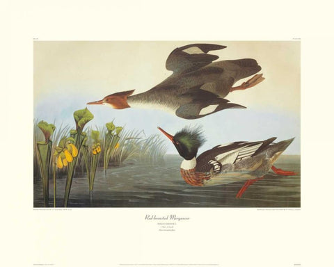 Red-Breasted Merganser (decorative border) Black Ornate Wood Framed Art Print with Double Matting by Audubon, John James