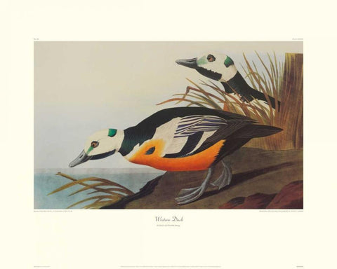 Western Duck (decorative border) Black Ornate Wood Framed Art Print with Double Matting by Audubon, John James