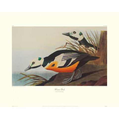 Western Duck (decorative border) Black Modern Wood Framed Art Print with Double Matting by Audubon, John James