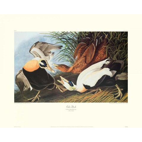 Eider Duck (decorative border) Black Modern Wood Framed Art Print with Double Matting by Audubon, John James