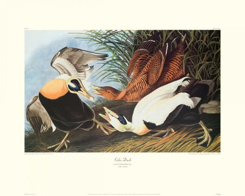 Eider Duck (decorative border) Black Ornate Wood Framed Art Print with Double Matting by Audubon, John James