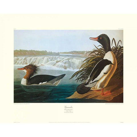 Goosander (decorative border) White Modern Wood Framed Art Print by Audubon, John James