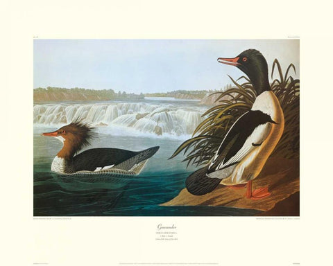 Goosander (decorative border) White Modern Wood Framed Art Print with Double Matting by Audubon, John James