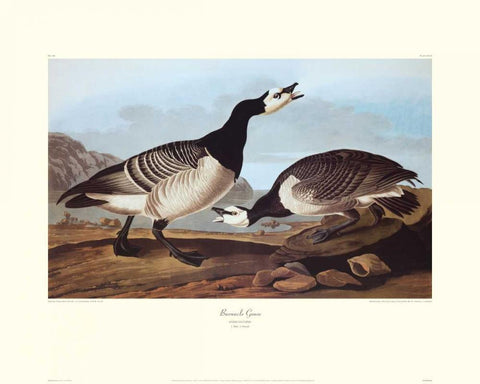 Barnacle Goose (decorative border) Black Ornate Wood Framed Art Print with Double Matting by Audubon, John James