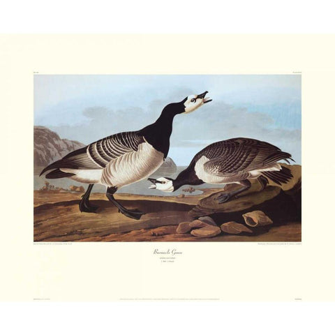 Barnacle Goose (decorative border) White Modern Wood Framed Art Print by Audubon, John James