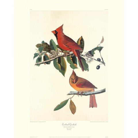 Cardinal Grosbeak (decorative border) Gold Ornate Wood Framed Art Print with Double Matting by Audubon, John James