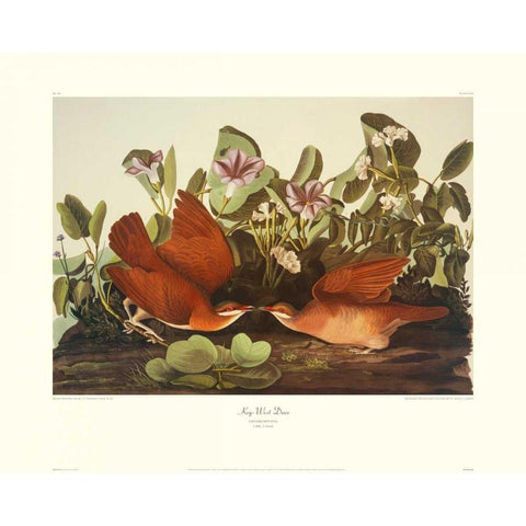 Key-West Dove (decorative border) Black Modern Wood Framed Art Print with Double Matting by Audubon, John James