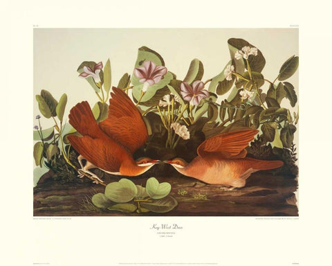 Key-West Dove (decorative border) White Modern Wood Framed Art Print with Double Matting by Audubon, John James