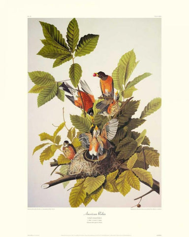 American Robin (decorative border) Black Ornate Wood Framed Art Print with Double Matting by Audubon, John James