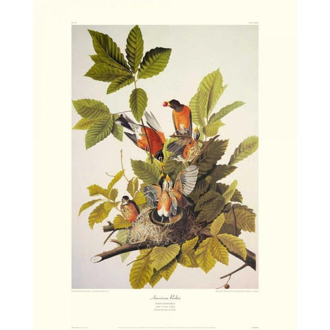 American Robin (decorative border) White Modern Wood Framed Art Print by Audubon, John James