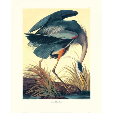 Great Blue Heron (decorative border) White Modern Wood Framed Art Print by Audubon, John James