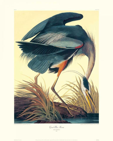 Great Blue Heron (decorative border) Black Ornate Wood Framed Art Print with Double Matting by Audubon, John James