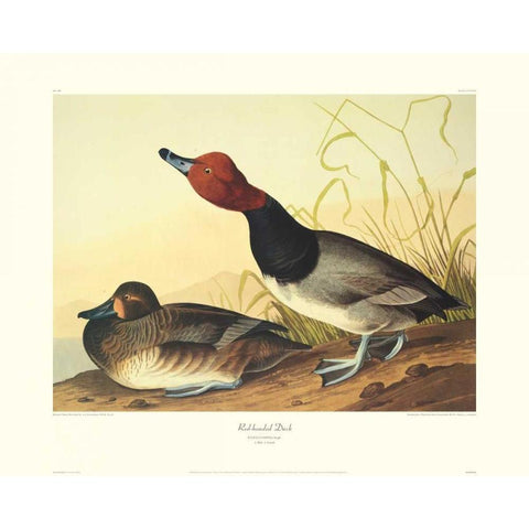 Red-Headed Duck (decorative border) White Modern Wood Framed Art Print by Audubon, John James