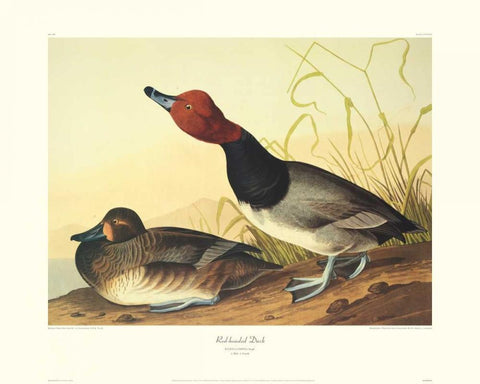 Red-Headed Duck (decorative border) White Modern Wood Framed Art Print with Double Matting by Audubon, John James