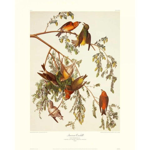 American Crossbill (decorative border) White Modern Wood Framed Art Print by Audubon, John James