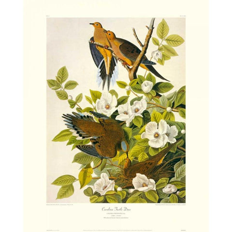 Carolina Pigeon or Turtle Dove (decorative border) White Modern Wood Framed Art Print by Audubon, John James