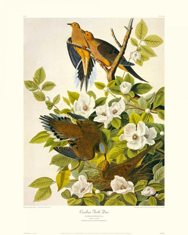 Carolina Pigeon or Turtle Dove (decorative border) White Modern Wood Framed Art Print with Double Matting by Audubon, John James