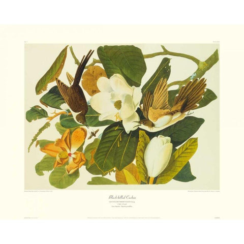 Black-Billed Cuckoo (decorative border) White Modern Wood Framed Art Print by Audubon, John James