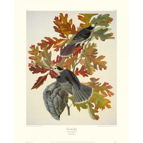 Canada Jay (decorative border) Gold Ornate Wood Framed Art Print with Double Matting by Audubon, John James