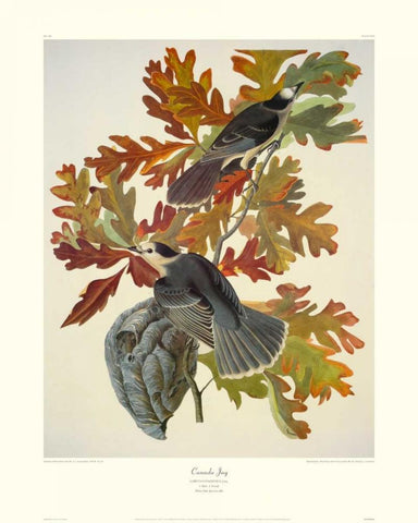 Canada Jay (decorative border) White Modern Wood Framed Art Print with Double Matting by Audubon, John James