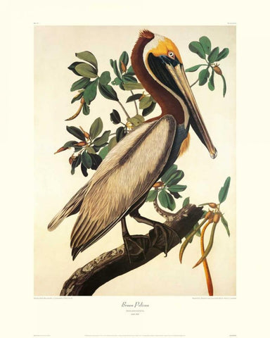 Brown Pelican (decorative border) Black Ornate Wood Framed Art Print with Double Matting by Audubon, John James