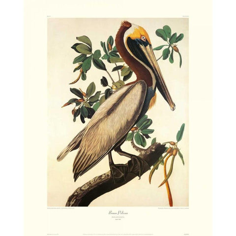 Brown Pelican (decorative border) Black Modern Wood Framed Art Print with Double Matting by Audubon, John James