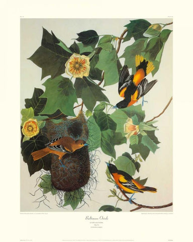 Baltimore Oriole (decorative border) Black Ornate Wood Framed Art Print with Double Matting by Audubon, John James